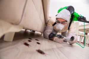 Борьба с насекомыми: эффективные методы дезинсекции