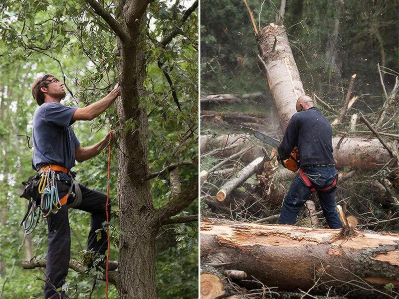 Разница между арбористом и лесорубом в реальных условиях