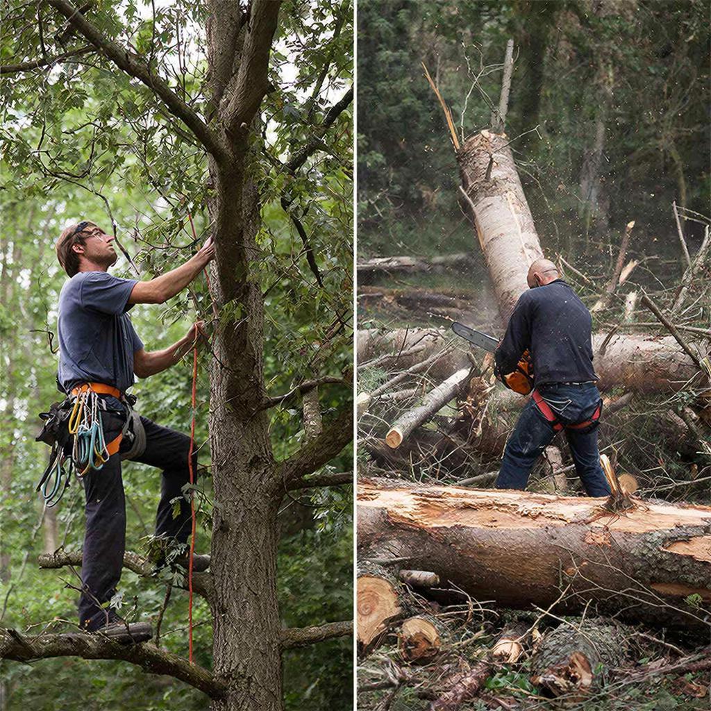Разница между арбористом и лесорубом в реальных условиях